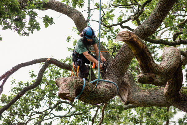 Best Tree Risk Assessment  in Linganore, MD