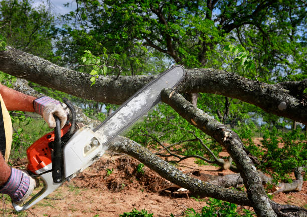 Best Tree Mulching  in Linganore, MD